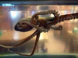 The octopus uses its senses of vision and taste like we do. Korea Nakji Bokkeum In Seoul
