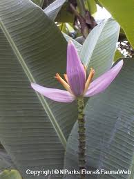 Image result for Musa ornata