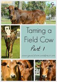 Taming A Field Cow Part 1 Pet Cows Cow Mini Cows