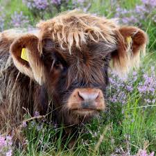 Bei uns finden sie für jedes zuchtziel den richtigen bullen. Galloway Rind Foto Bild Tiere Haustiere Nutztiere Bilder Auf Fotocommunity