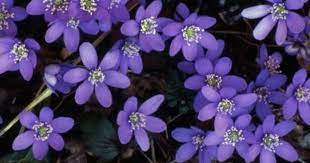 We did not find results for: Ground Cover Plants For Florida Ehow Com Ground Cover Plants Florida Gardening Florida Flowers