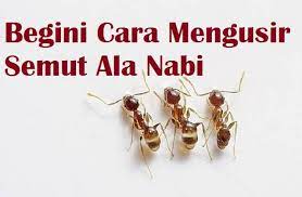 Aroma minyak peppermint tidak disukai oleh semut, sehingga. Pin Di Wahanamuslim