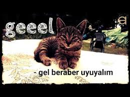Kediniz Yaninizda Uyumak Ister Neden Mi Youtube