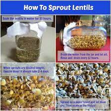 How To Sprout Lentils Benefits Of Sprouting Beans