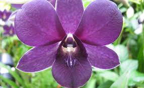 Bunga violces memiliki nama latin saintpaulia ionantha termasuk dalam tanaman ini biasa dikenal dengan nama bunga violet karena memang warnanya yang cenderung berwarna ungu. 20 Macam Macam Bunga Anggrek Terfavorit Tokopedia Blog