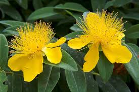 Image result for Hypericum humbertii