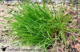Check spelling or type a new query. How To Harvest Chives When To Pick Them