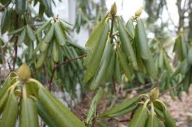 Other signs include retarded growth and drooping foliage. East Lansing Rhododendrons Baby It S Cold Outside Eli Archives