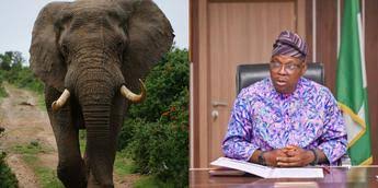 Why I Adopted Elephant As Member Of My Family – Dr. Iziak  Salako Minister of State for Environment