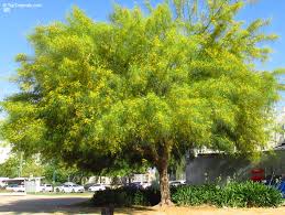 Image result for Parkinsonia aculeata