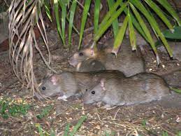 Is It A Rat The Australian Museum