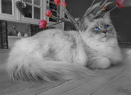 Kawaii funny blue cat muzzle with pink cheeks and big black eyes cat`s paws isolated on white background. Long Fur White Gray Cat Laying Floor Remote Access Ragdoll Blue Eyes Relax Pxfuel