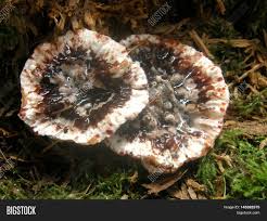 Check spelling or type a new query. Hydnellum Peckii Image Photo Free Trial Bigstock