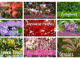 Flowering trees of the world group. Wheaton Nurseries Wheaton Il