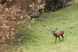 Visitor fined for parking at military camp during deer rut