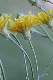 Image result for Crepis newii