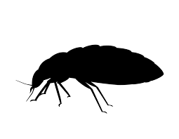 Phoenix pest & termite control 2911 n. Bed Bug Removal Jiminey Kricket Pest Control