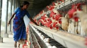 La primera gripe aviar en los humanos se reportó en hong kong en 1997 y se denominó influenza aviaria a (h5n1). India Sacrifica Decenas De Miles De Aves De Corral Por La Gripe Aviar Telefe Cordoba