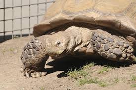 sulcata tortoises