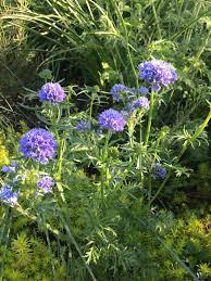 Gilia Capitata Willamette Valley Form Xera Plants Plants Wildflower Garden Dry Garden