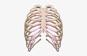 Download rib cage illustration png images background. Rib Cage Rib Free Transparent Png Download Pngkey