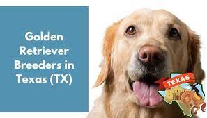 Golden retriever puppies available for sale in united states from top breeders and individuals. 32 Golden Retriever Breeders In Texas Tx Golden Retriever Puppies For Sale Animalfate
