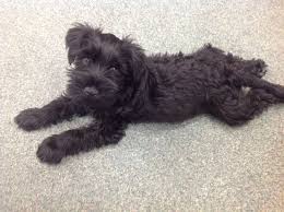 Black And White Schnauzer Pictures Black Miniature Schnauzer Puppies Ipswich Suffolk Pets4homes Miniature Schnauzer Puppies Schnauzer Puppy Miniature Schnauzer