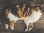 Top 10 Long Haired Cat Breeds And Their Characteristics