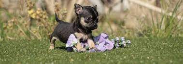 Here is a complete guide of lovely long haired chihuahua dog breed. Chihuahua World Uk Home Of The Uk S Best Chihuahua Puppies For Sale