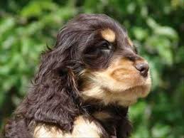 Check spelling or type a new query. Chocolate English Cocker Spaniels Youtube