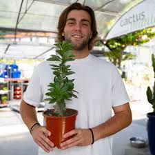 Image result for Pachypodium saundersii