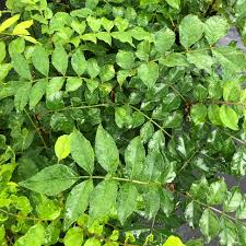Image result for Zanthoxylum