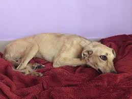 Please google 'your city' + dog adoption to find a list of local. Westchester Il Golden Retriever Meet Eva A Pet For Adoption Pet Adoption Golden Retriever Pets