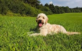 Image result for labradoodle