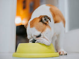 Maybe you would like to learn more about one of these? Best Dog Food Brands In 2021