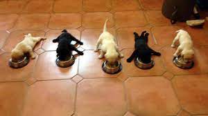When Can A Puppy Start Eating Hard Food Yasserchemicals Com