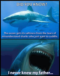 Shark Misunderstood Shark Funny Pictures Sharks Funny