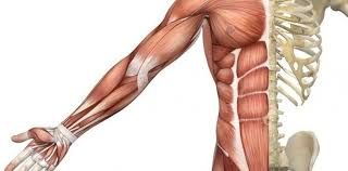 See full list on kenhub.com Pdf Ø¹Ø¶Ù„Ø§Øª Ø¨Ø¯Ù† Ø§Ù†Ø³Ø§Ù† Muscles Muscle Skeletal Muscles Torso Muscles Anatomy