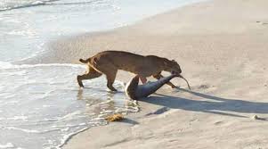 We did not find results for: Heboh Kucing Besar Mancing Hiu Langsung Dari Laut