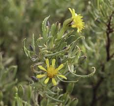 Image result for Hertia