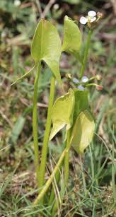 Image result for Limnophyton obtusifolium