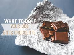 What To Do If Your Dog Ate Chocolate Pethelpful