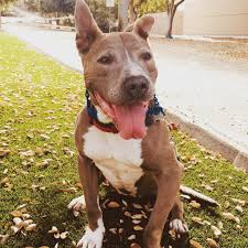 Complete list of dog breeds from a to z. German Shepherd Pitbull Mix 10 Interesting Facts That Everyone Should Know American Bully Daily