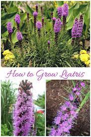 13 Tips For Growing Liatris Attract Bees Like A Magnet Perennial Bulbs Flower Landscape Liatris