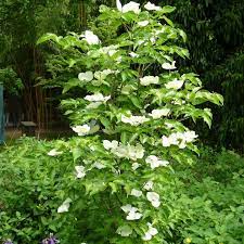 Even the branches of mature trees still reach the ground, creating a. Blumenhartriegel Venus Pflanzen Und Pflegen Mein Schoner Garten