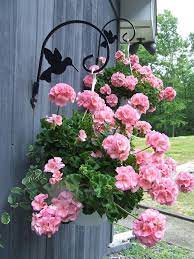 Pink Carnation Hanging Basket With Rod Iron Bracket Geranium Hanging Planters Need At Least 6 Hrs Of Full Sun Hanging Flower Baskets Pink Flowers Pink Garden