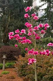 Felix Magnolia Trees To Plant Magnolia Trees Showy Flowers