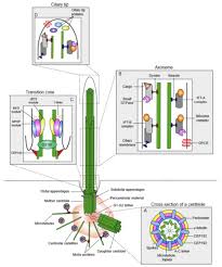 Image result for Centrostigma