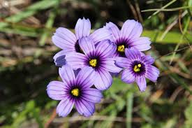 Image result for Sisyrinchium