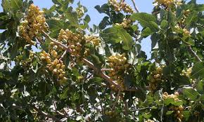 We did not find results for: Pistachio Tree Care Plant Care And Harvest The Nuts Epic Gardening